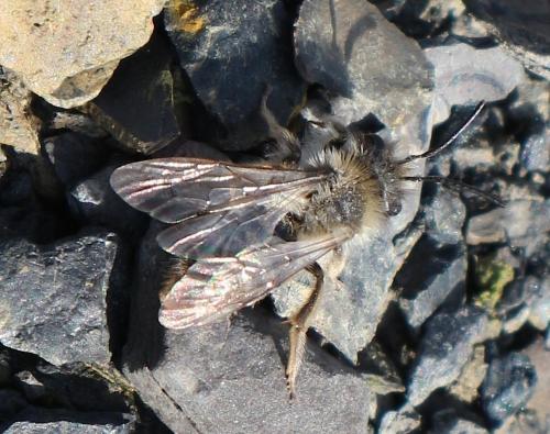 Andrena sp.